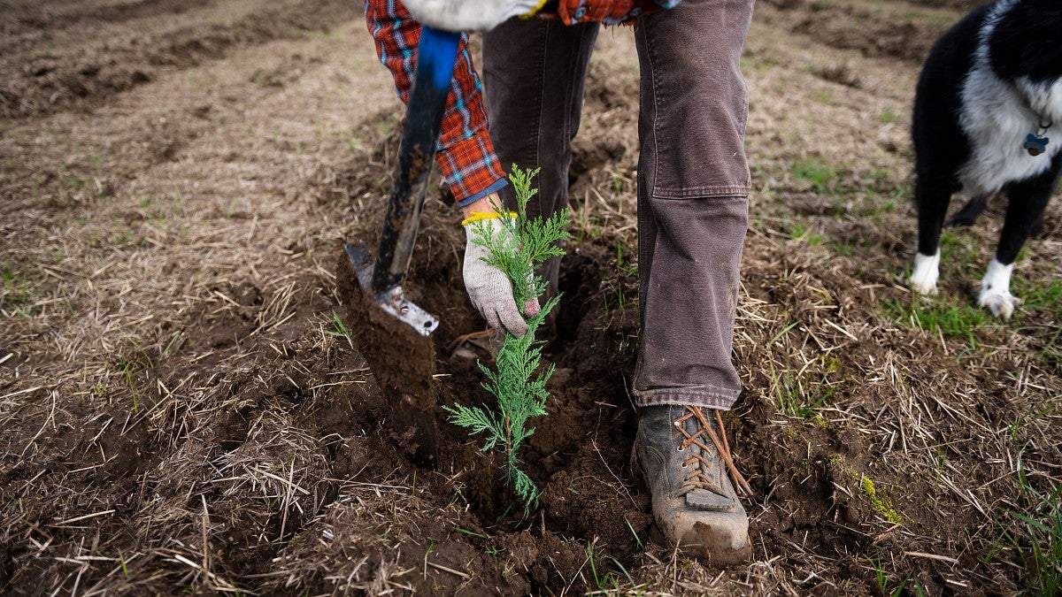 planting incense cedar seedling