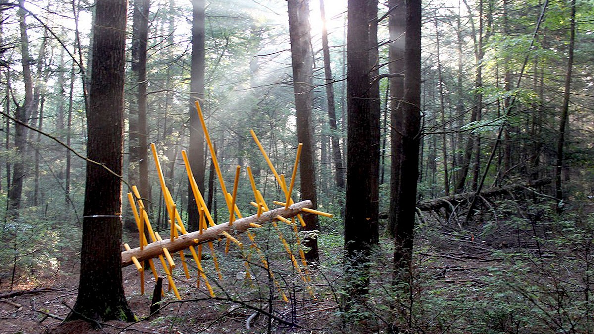 environmental art in forest