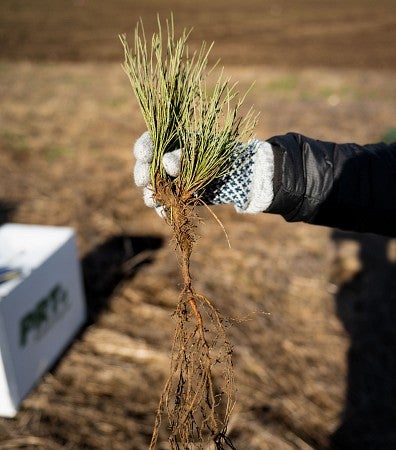 Ponderosa pine seedling