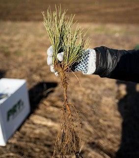 Ponderosa pine seedling